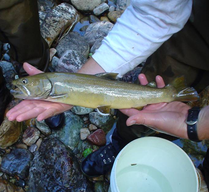 residentbulltrout