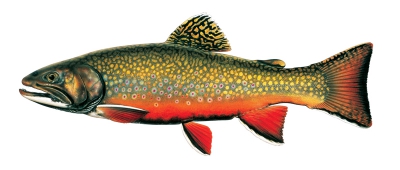 Brook Trout