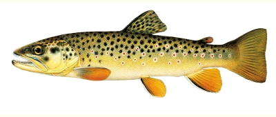 Brown Trout