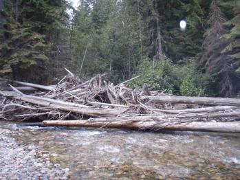 Large Wood Aggregation North Fork Sullivan Creek