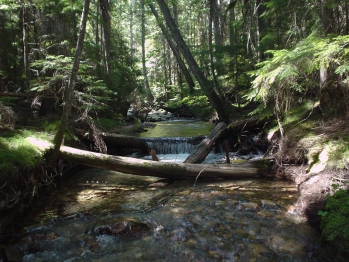 Tributary Fish Habitat