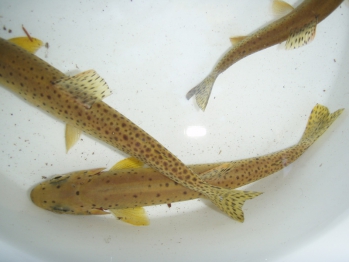 Native Pass Creek Westslope Cutthroat Trout