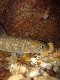 Native Pend Oreille Juvenile Bull Trout