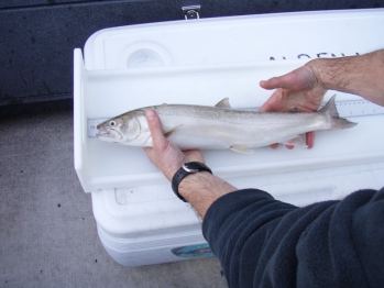 Native Pend OreilleAdult Bull Trout 3