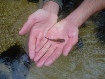 Native Sculpin Species