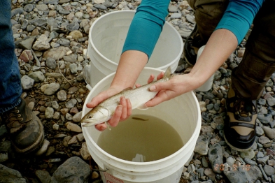 Native Sullivan Creek Bull Trout