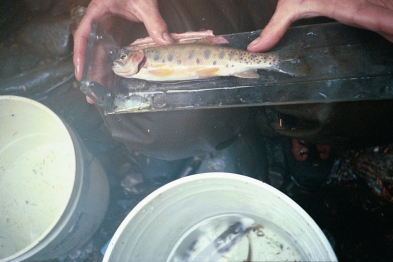 Native Sullivan Creek Westslope Cutthroat Trout